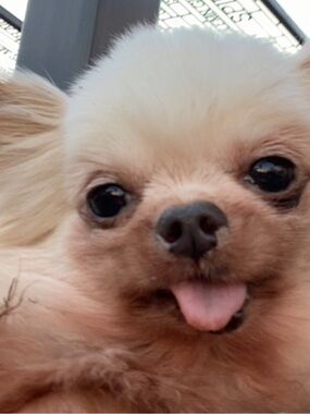 Hi ! I'm selling my items to raise money for medical bills for my sick dog.